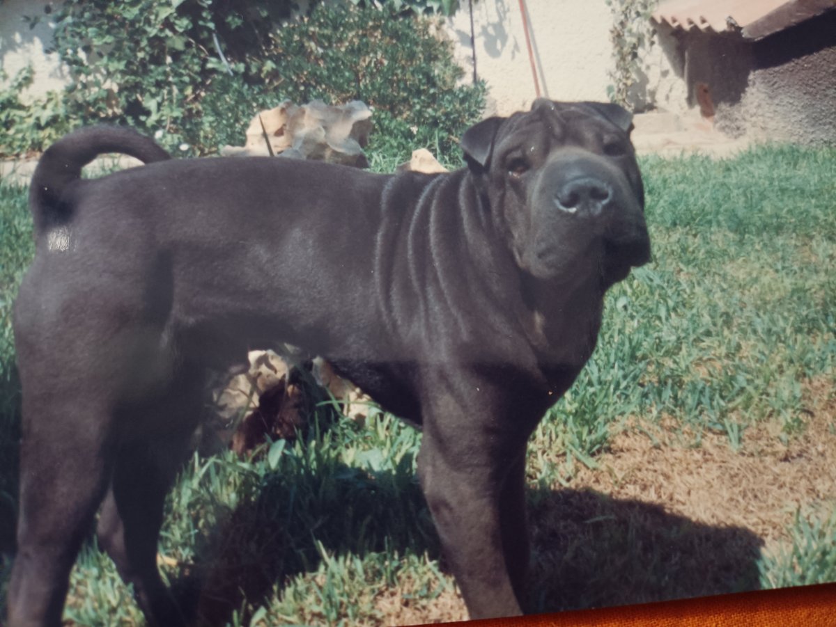 Mi Rugui precioso.Un Sharpei - оригинал
