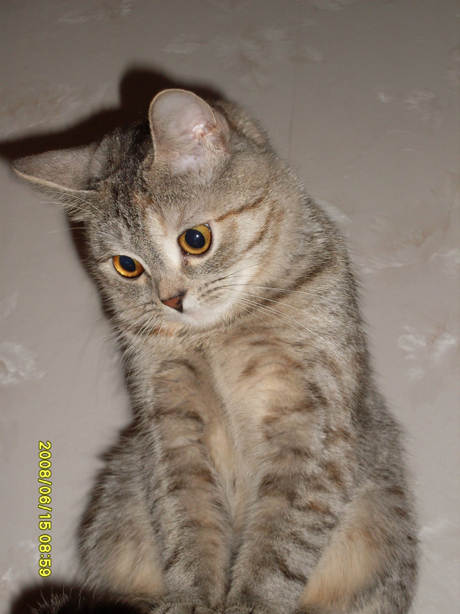 БЕТТИ-3 - кошка - оригинал