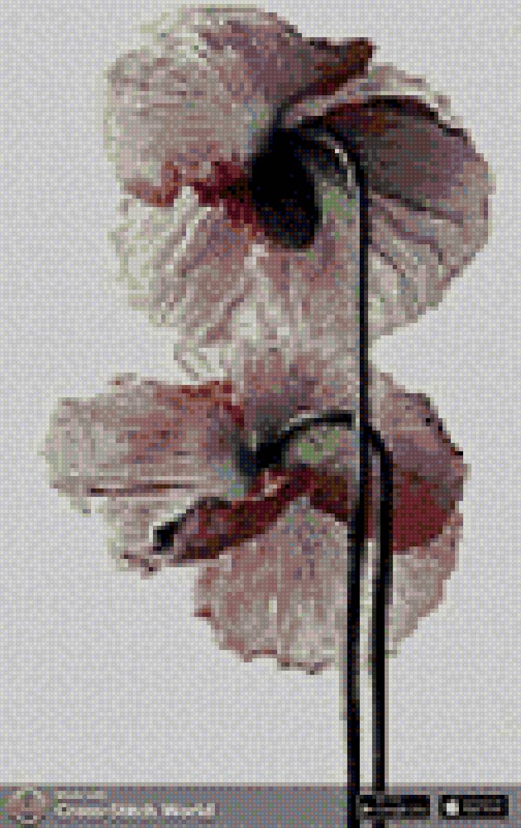 цветы - цветы, нежные, пастель - предпросмотр