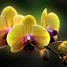 Схема вышивки «орхидея15»