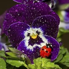 Схема вышивки «АНЮТИНЫ ГЛАЗКИ ФИАЛКА»