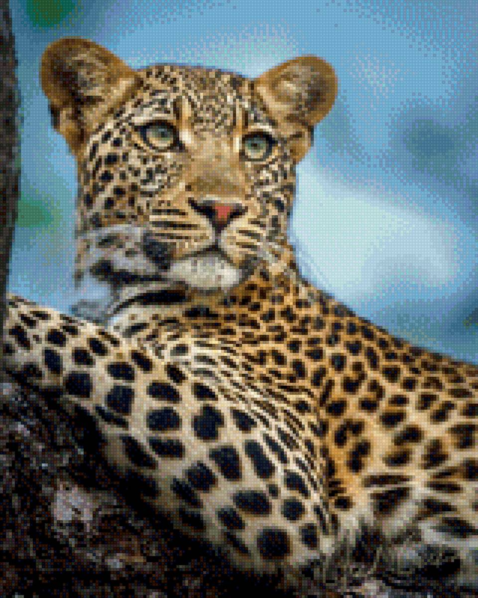 Леопард - природа - предпросмотр