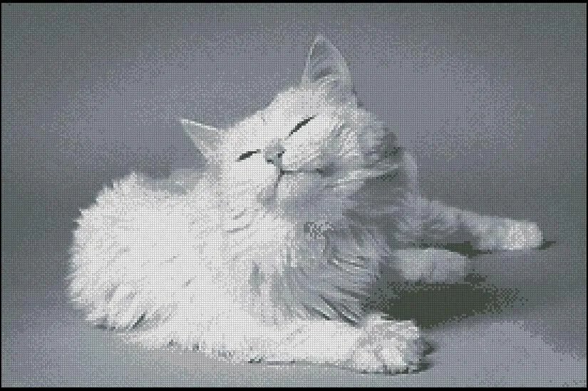 Белая кошка - кошка - оригинал