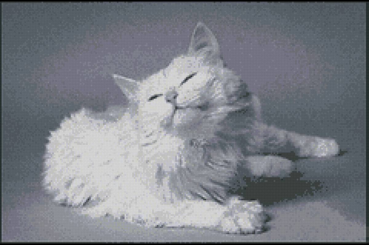 Белая кошка - кошка - предпросмотр