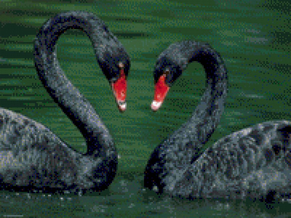 Łabędzie - предпросмотр