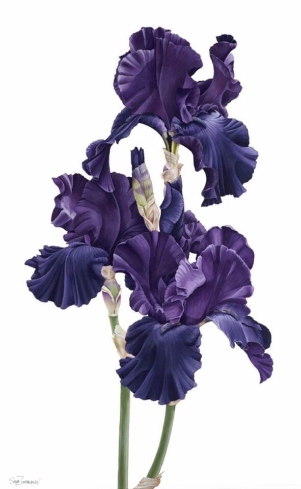 Ирис - цветы, ирис - оригинал