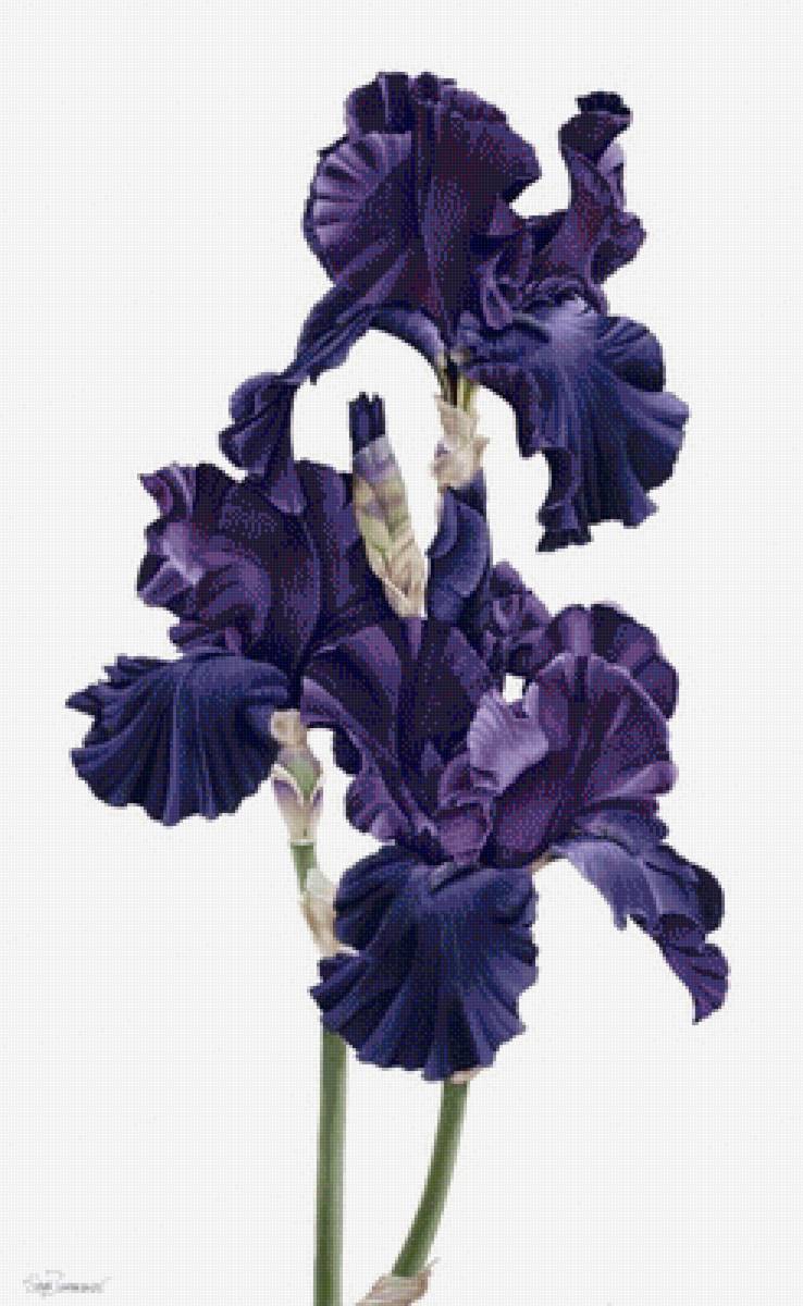 Ирис - ирис, цветы - предпросмотр