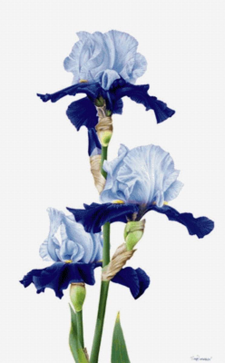 Ирис2 - ирис, цветы - предпросмотр