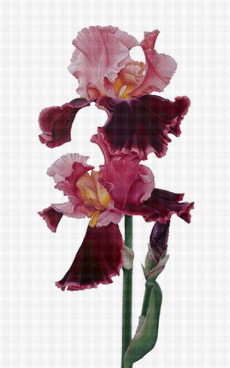 Ирис3 - ирис, цветы - предпросмотр