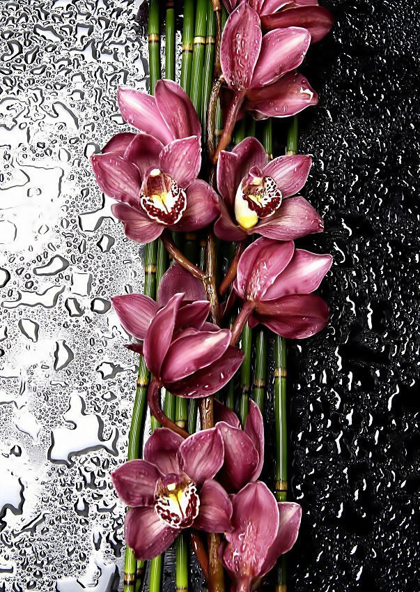 орхидеи - оригинал