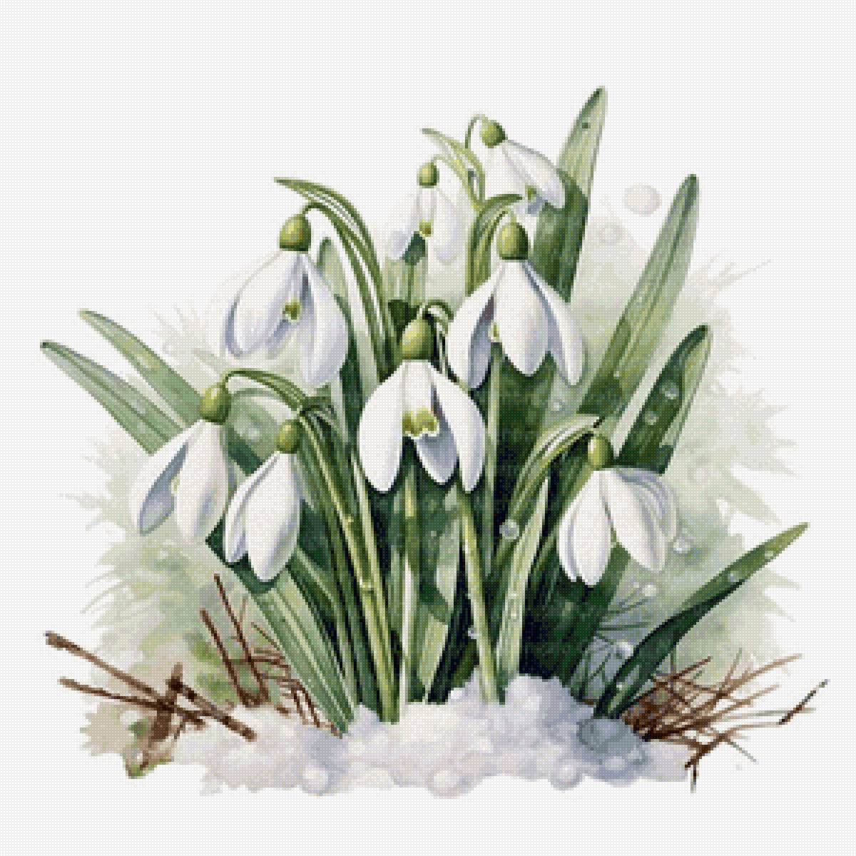 Подснежники - цветы, весна, подснежники - предпросмотр