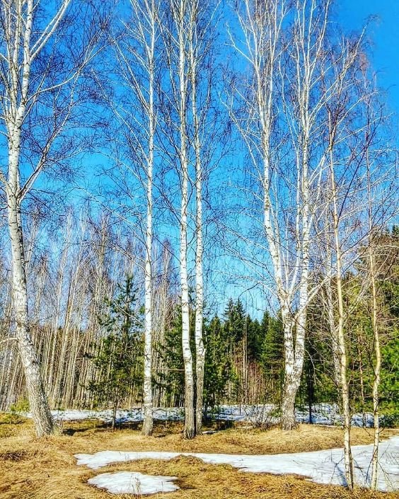 Весна - пейзаж, небо, деревья, весна - оригинал