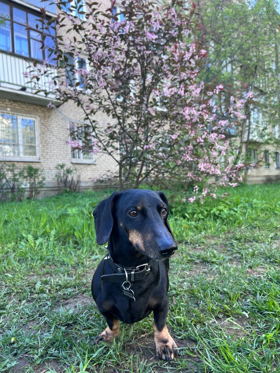 Гоша - оригинал