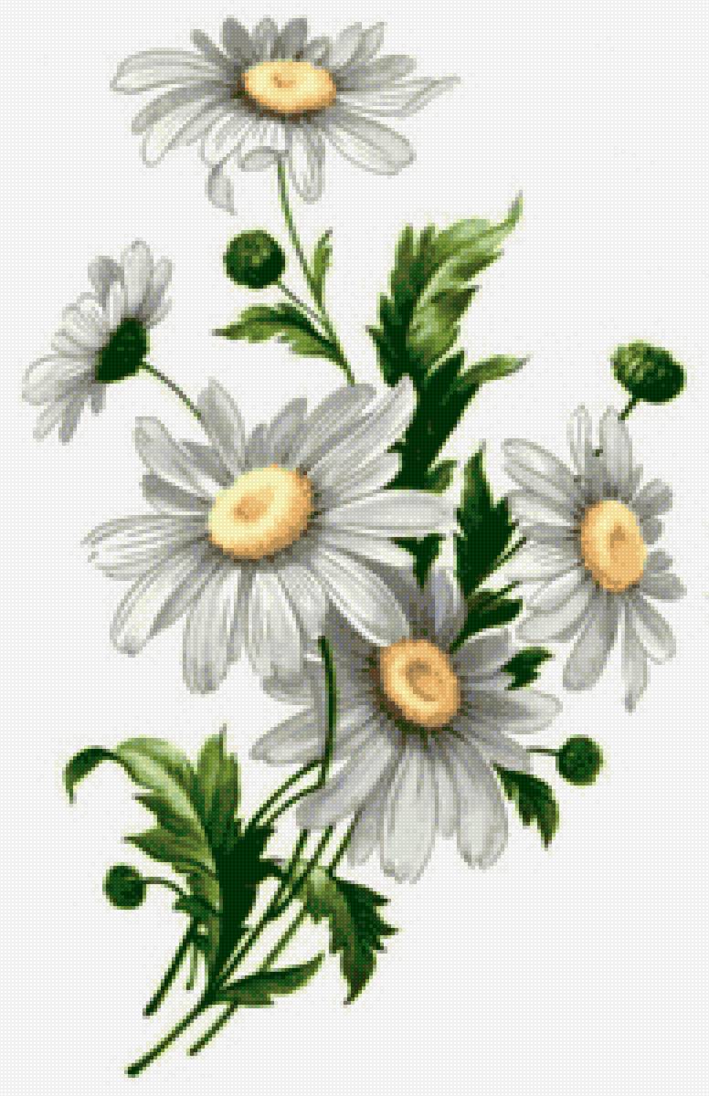 Ромашки - ромашки, цветы - предпросмотр