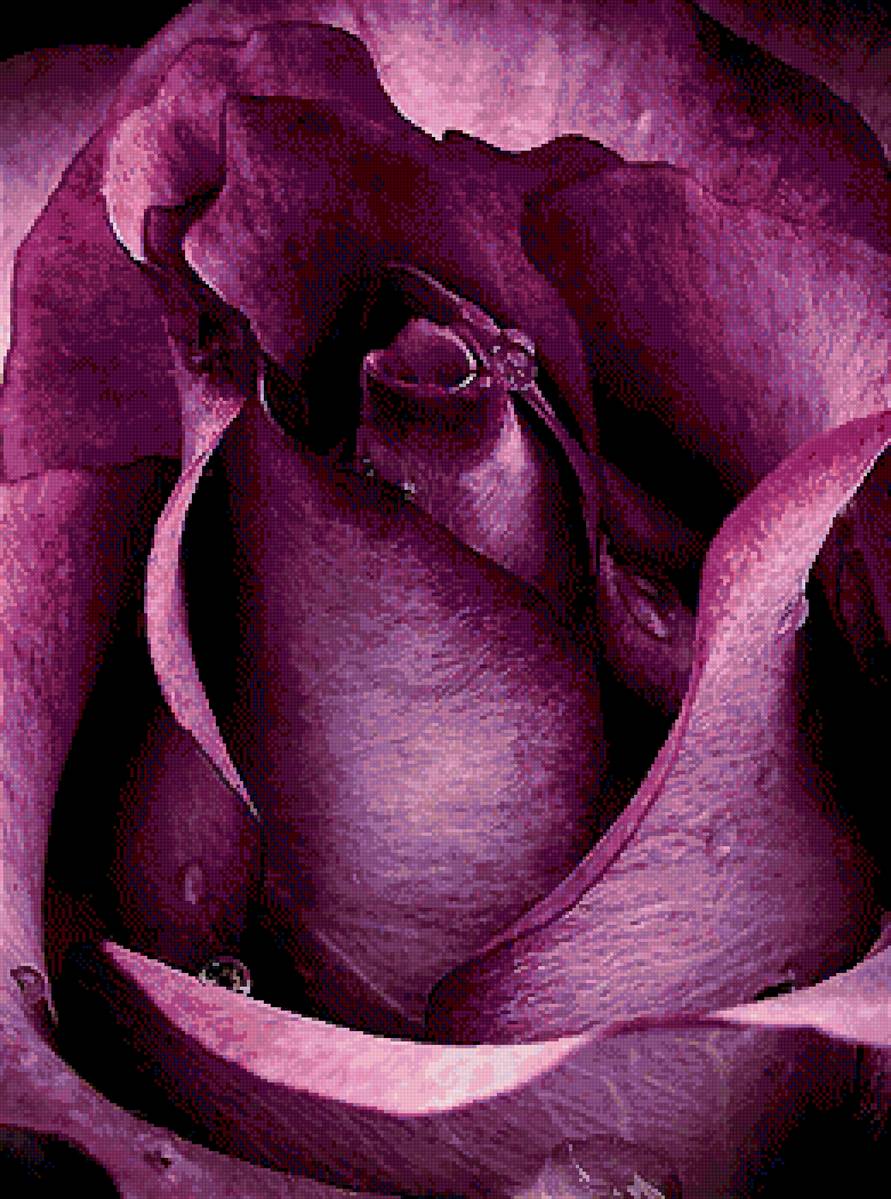 Пурпурная роза - предпросмотр