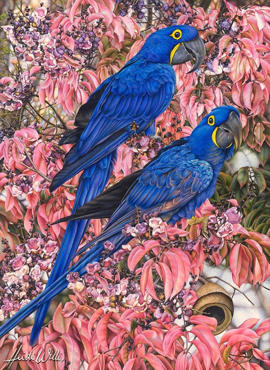 Синие попугаи - птицы, экзотика - оригинал