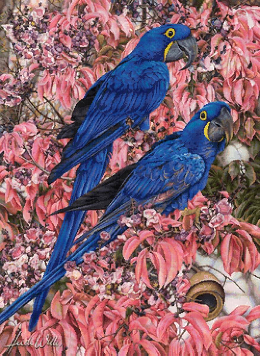 Синие попугаи - экзотика, птицы - предпросмотр