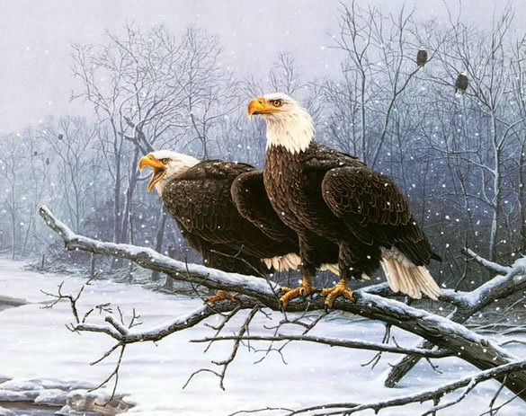 №2756533 - природа, хищные птицы, орланы, зима - оригинал