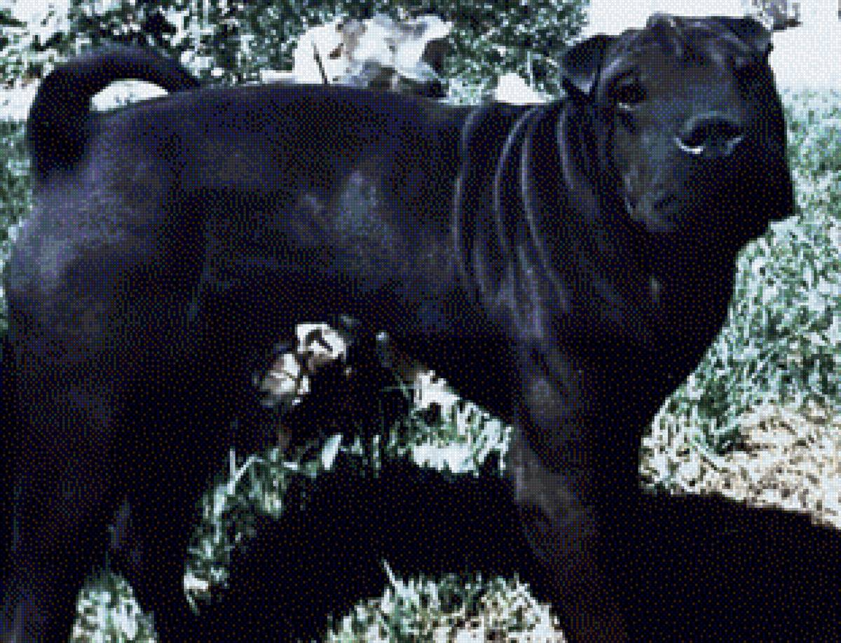 Mi Sharpei.Mi Rugui precioso y bueno - предпросмотр