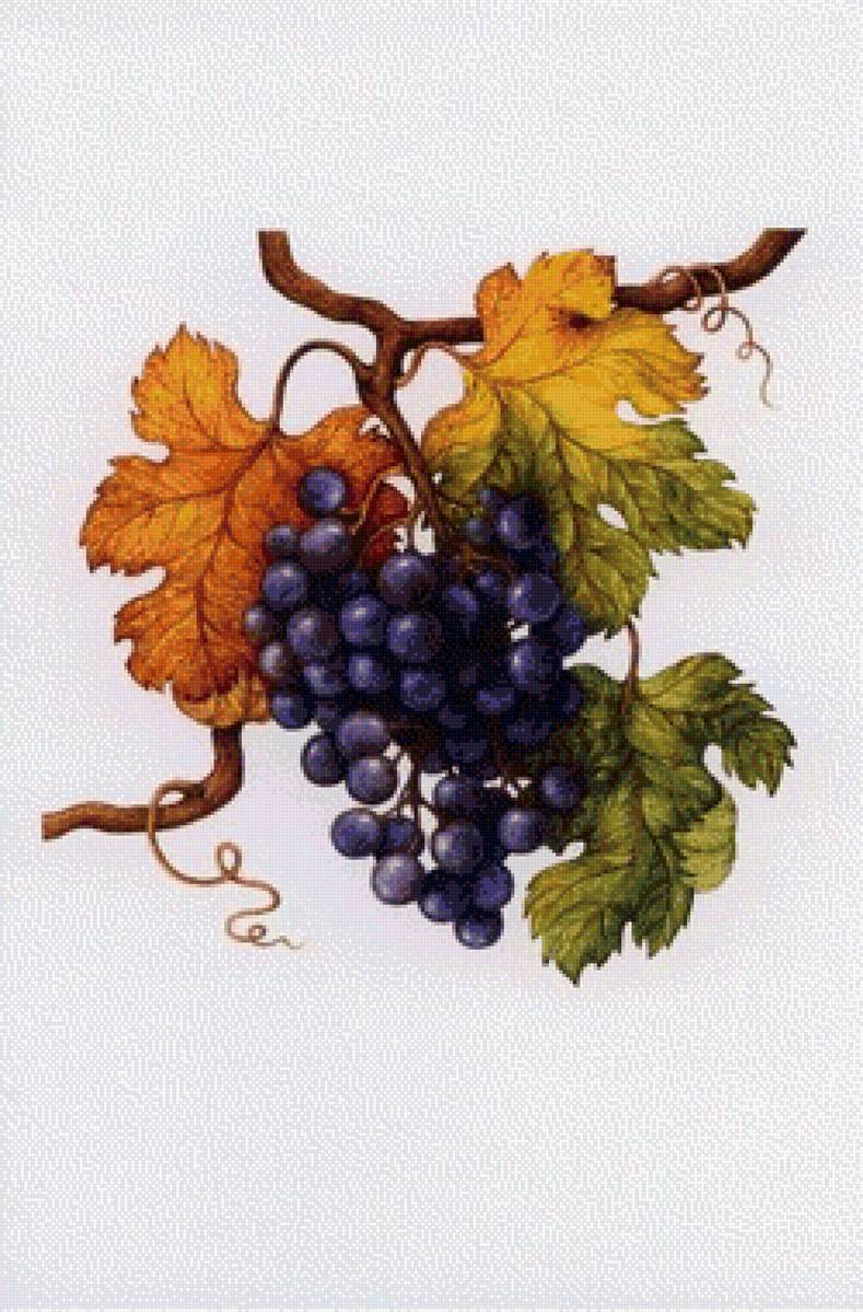 Виноградная ветка - виноградная ветка - предпросмотр