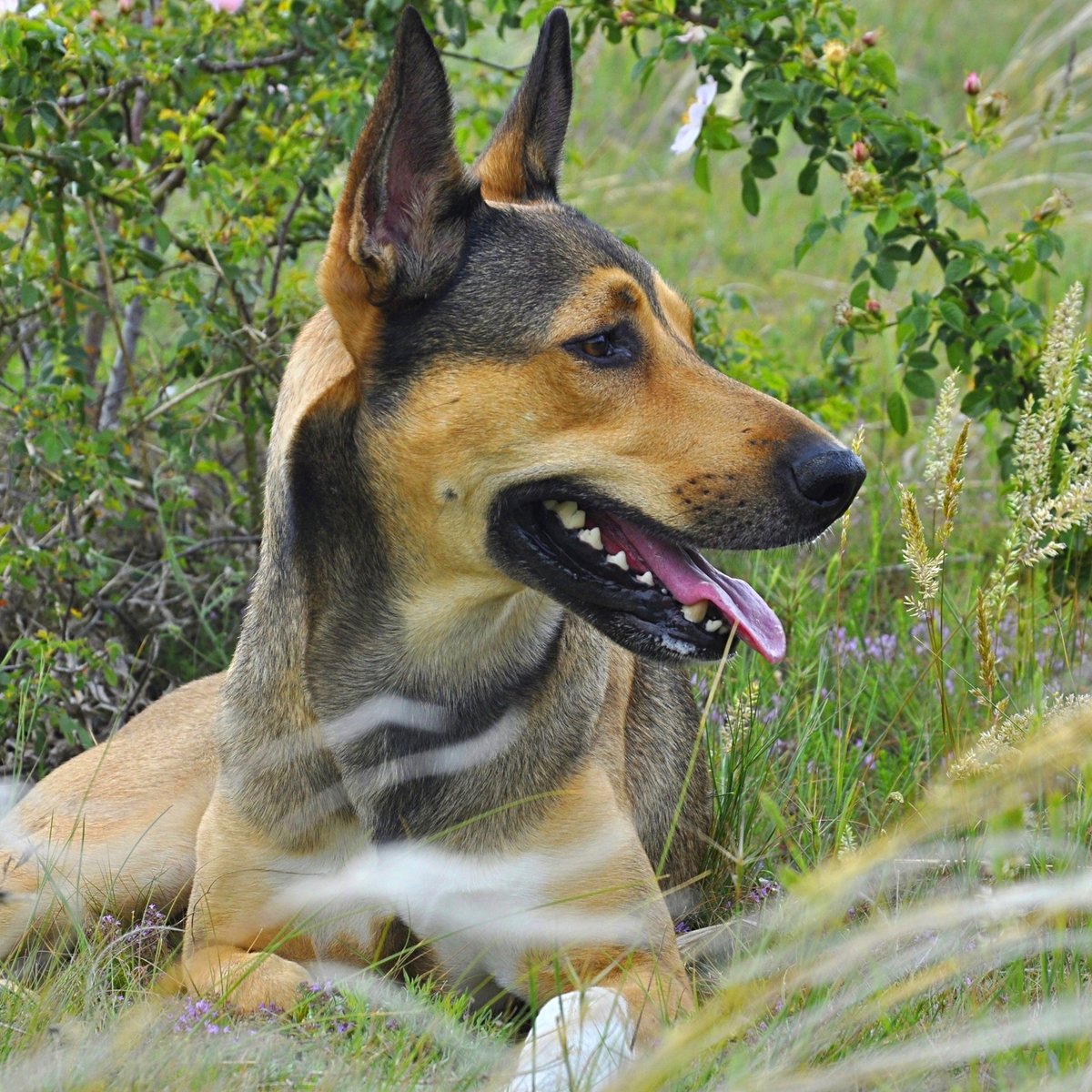 Любимый Джек - природа, собака, друг, животные - оригинал