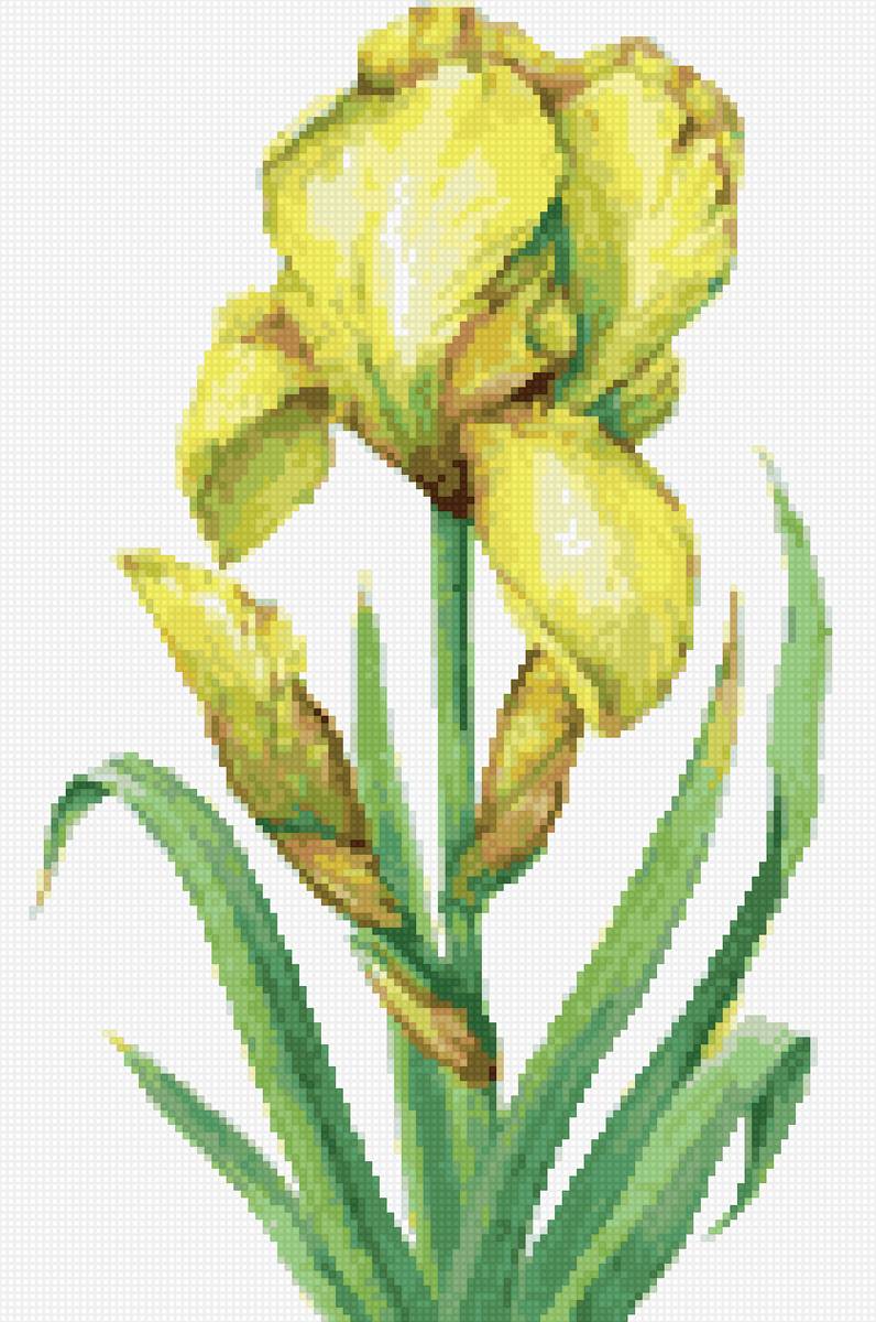 Жёлтый ирис - предпросмотр