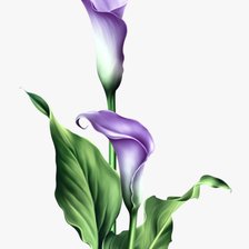 Схема вышивки «Каллы»