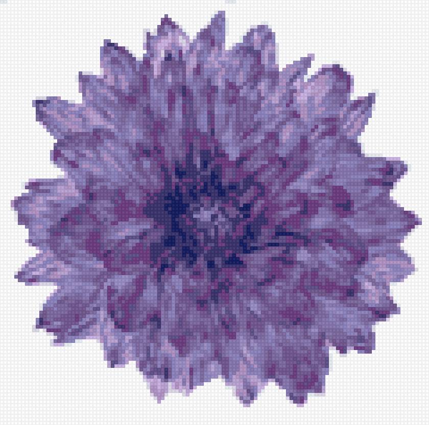 Хризантема - предпросмотр