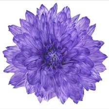 Хризантема