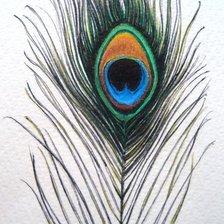 Перо павлина