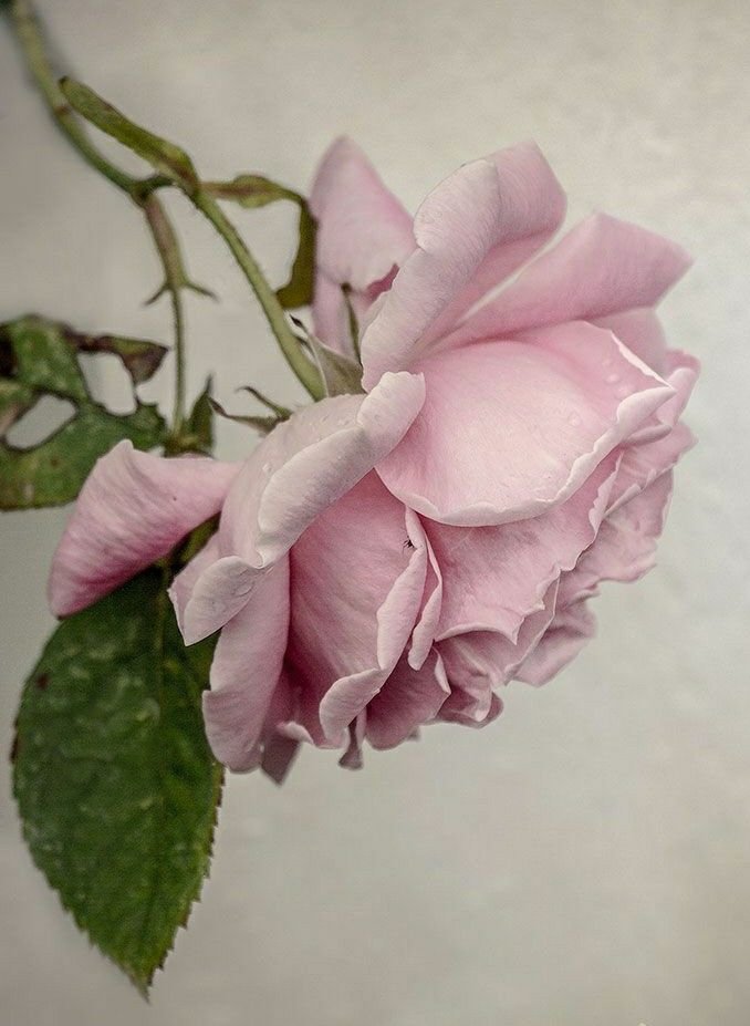 Розовая роза - цветок, роза, цветы, розовый - оригинал