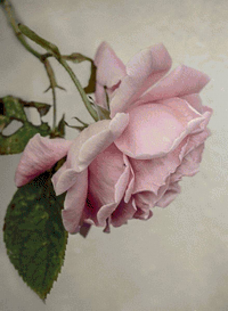 Розовая роза - цветы, розовый, роза, цветок - предпросмотр