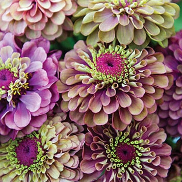 цинии - оригинал