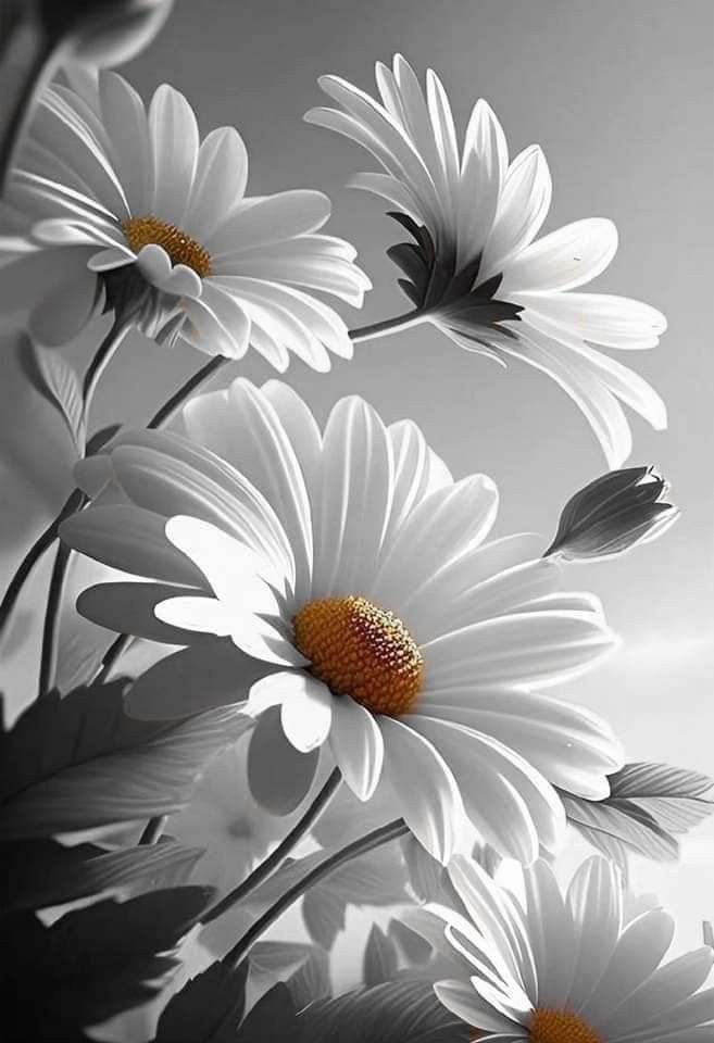 Ромашки - ромашки, монохром, цветы - оригинал