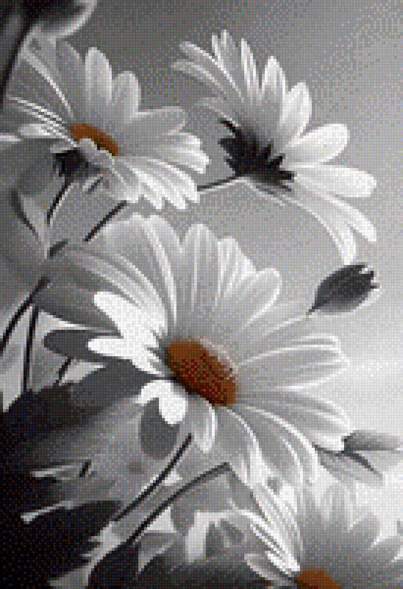 Ромашки - цветы, монохром, ромашки - предпросмотр