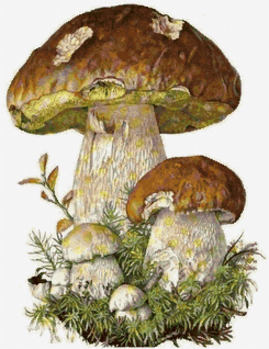 грибы - предпросмотр