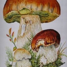Оригинал схемы вышивки «грибы» (№2759223)