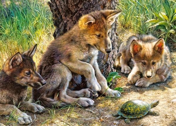 №2759439 - черепаха, волчата, природа - оригинал