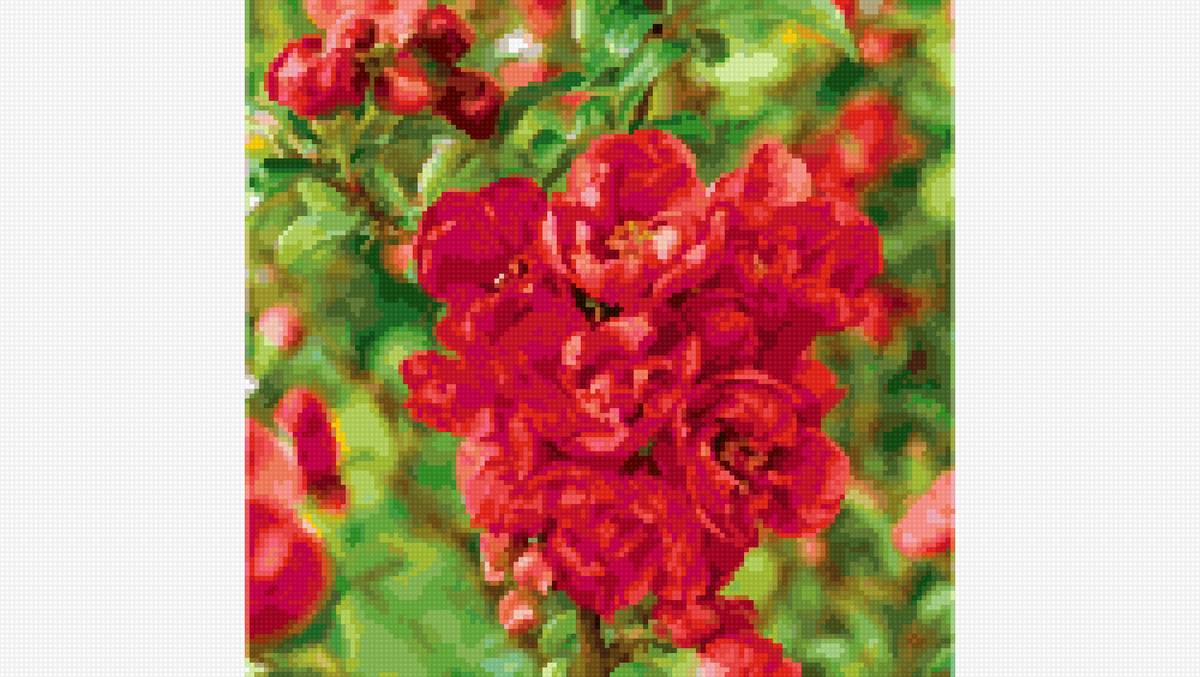 цветет айва - цветы - предпросмотр