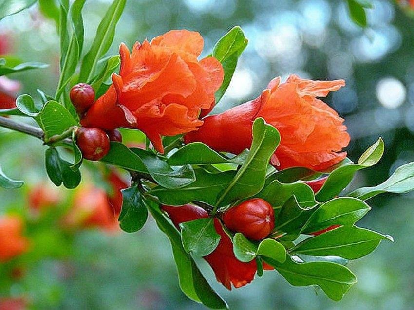 цветущий гранат - растение, природа, цветы - оригинал