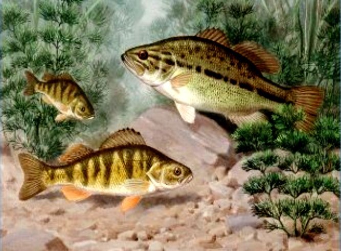 рыбки - оригинал