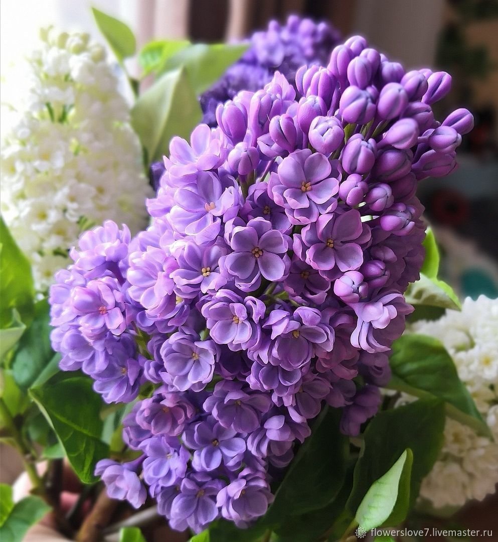 сирень - сирень - оригинал