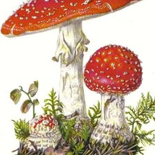 Схема вышивки «мухоморы»