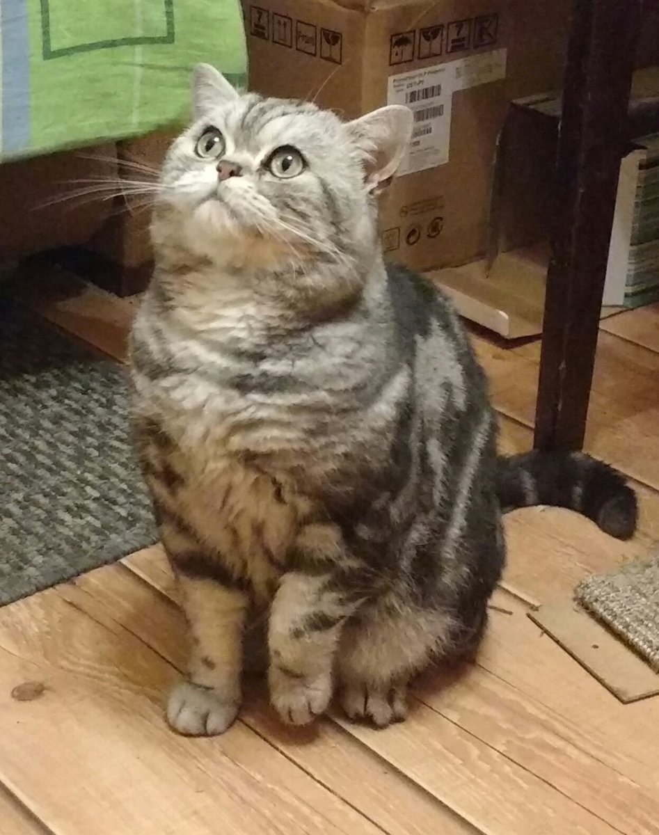 Кот Мишка (no bl.) - котик - оригинал