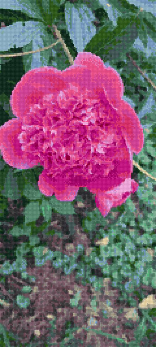 Розовый пион - цветы, пион, розовый - предпросмотр