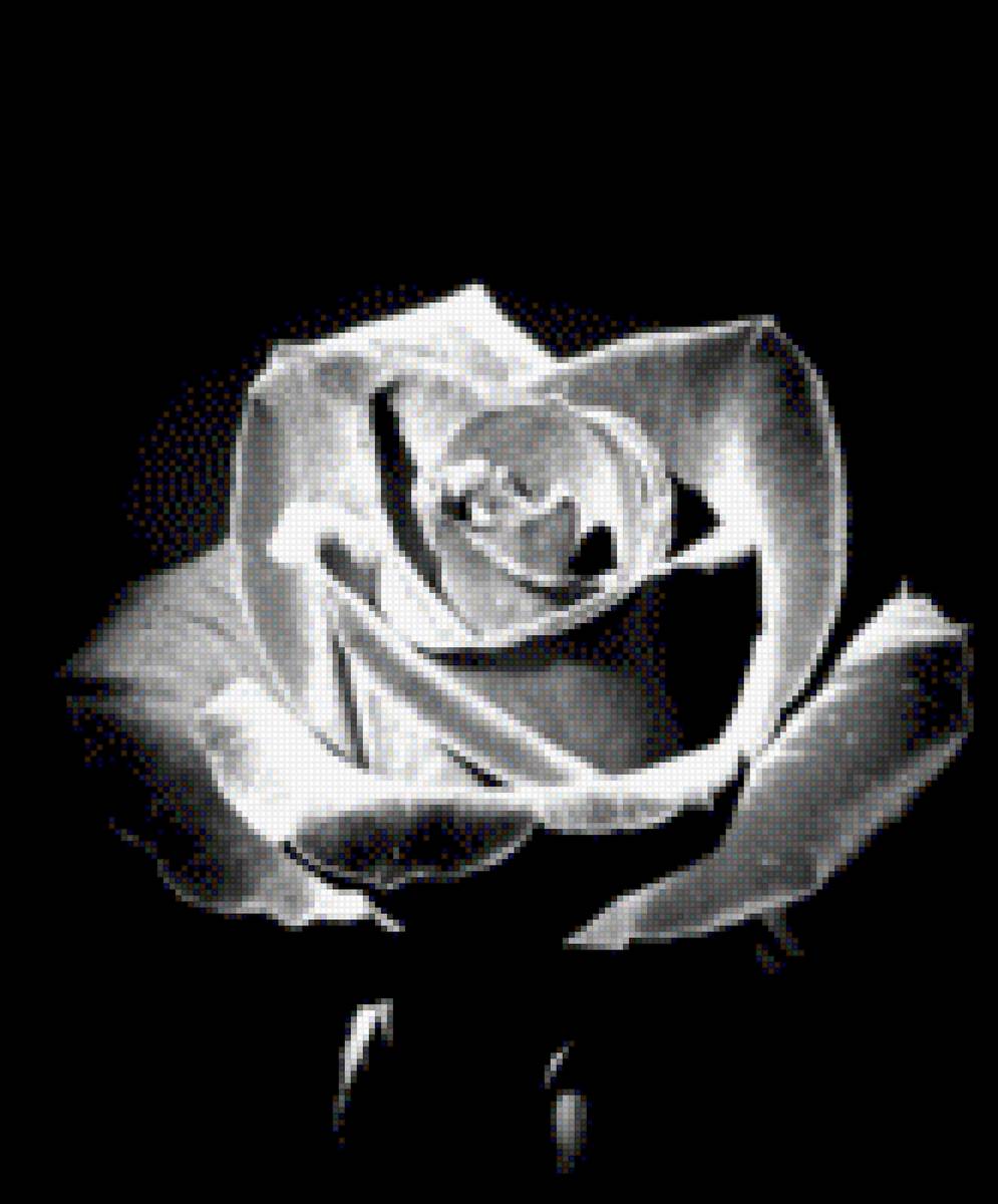 Роза монохром - цветы, монохром, роза - предпросмотр