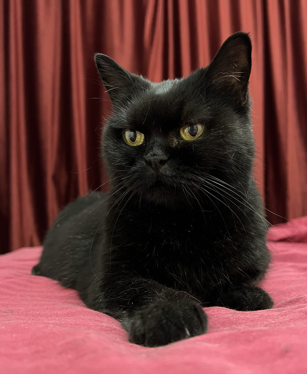 масюнечка - оригинал