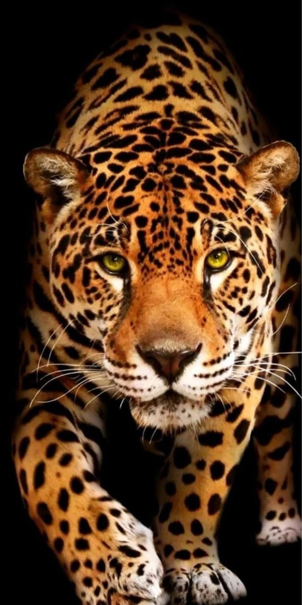 Leopardo - leopardo, animal - оригинал