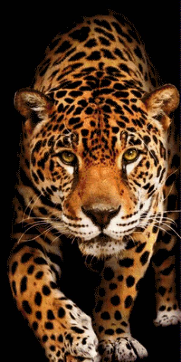 Leopardo - animal, leopardo - предпросмотр