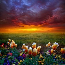 Рассвет в поле